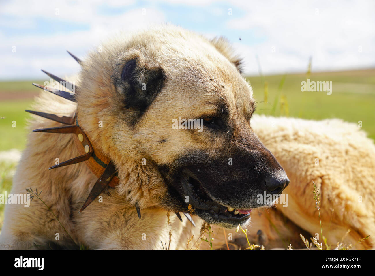 Anatolian shepherd dog with spiked iron collar lying on pasture. (Spiked iron collar   protects the necks of dog against wolf. Stock Photo