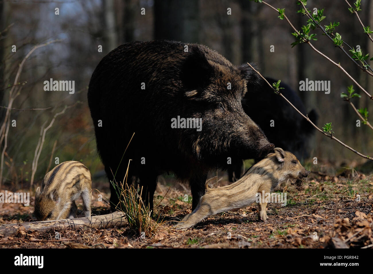 Wild boar female with piglets in the forest, spring, germany, (sus scrofa) Stock Photo