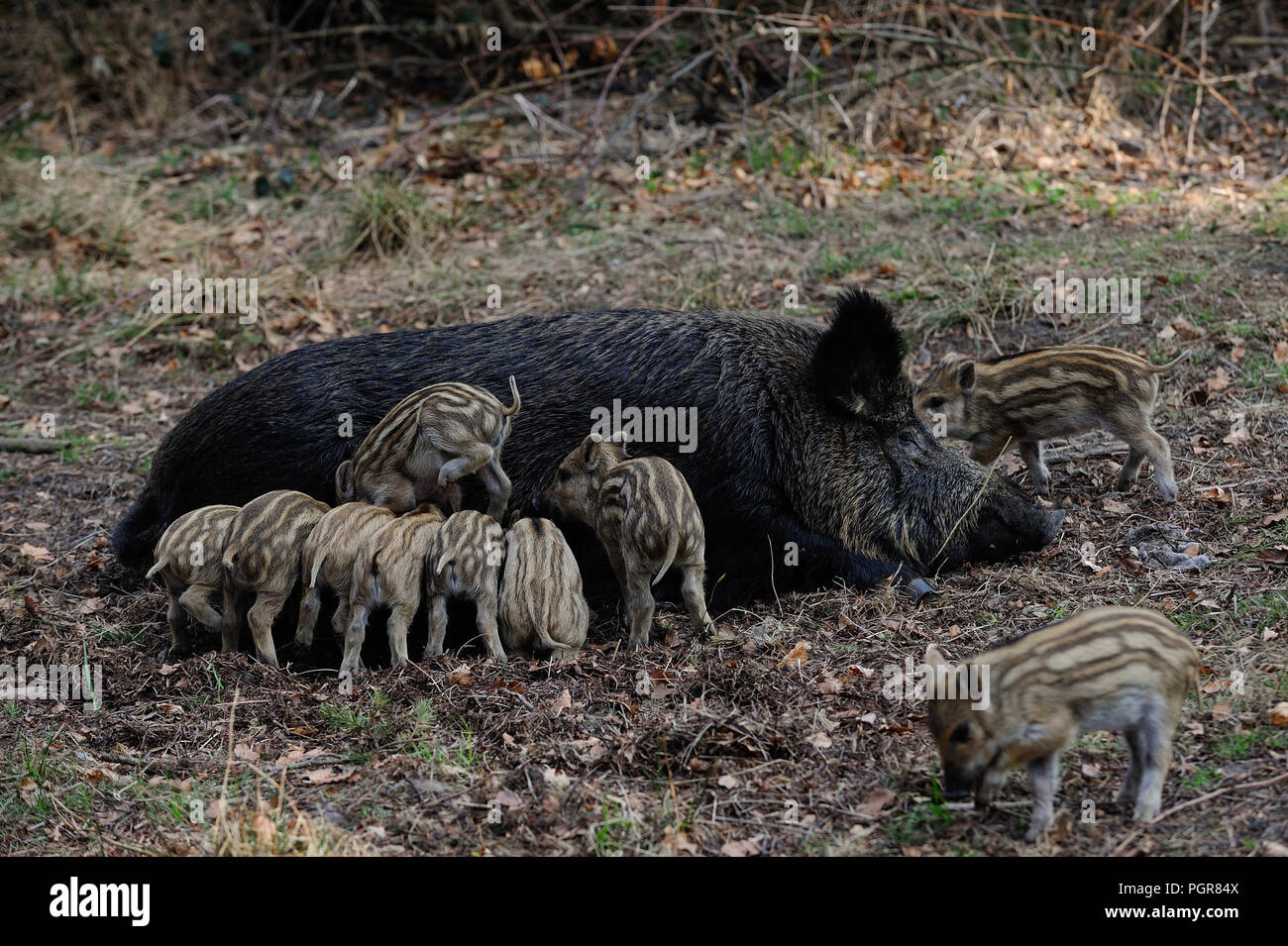Piglets In Spring Wild boar piglets drink milk from her mother, spring, germany, (sus ...