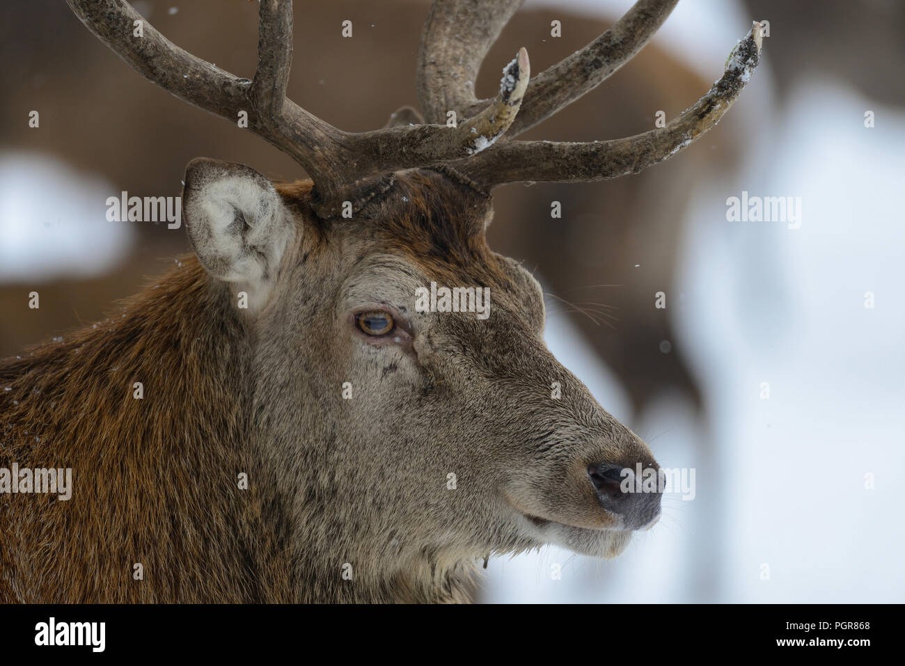 Red deer male head portrait, winter,  germany, (cervus elaphus) Stock Photo