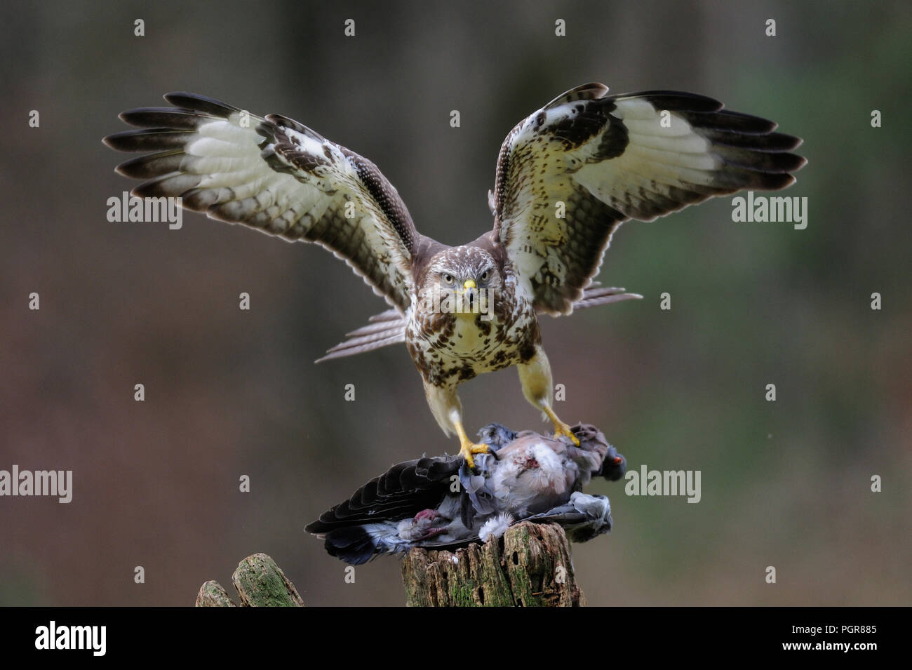Common buzzard standing with dead woodpigeon on a wood, winter, germany,  (buteo buteo) Stock Photo