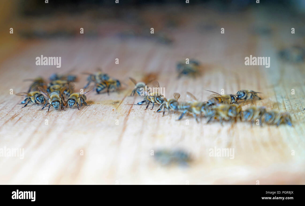 Bees walk around on surface of wall of hive, selective focus Stock