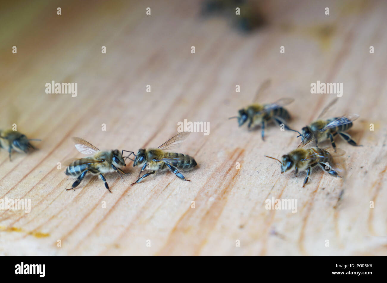 Bees walk around on surface of wall of hive, selective focus Stock
