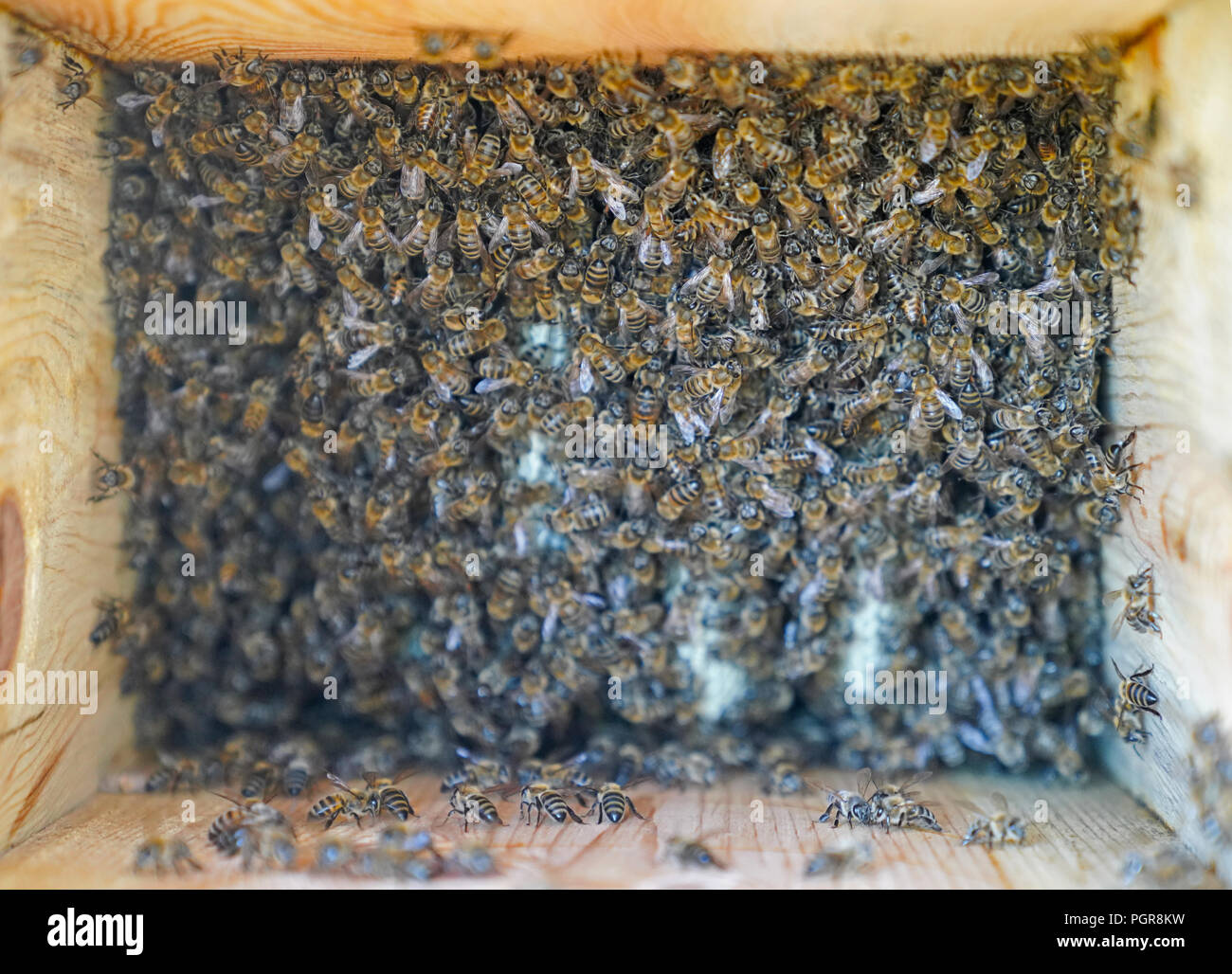 Insects working together hires stock photography and images Alamy