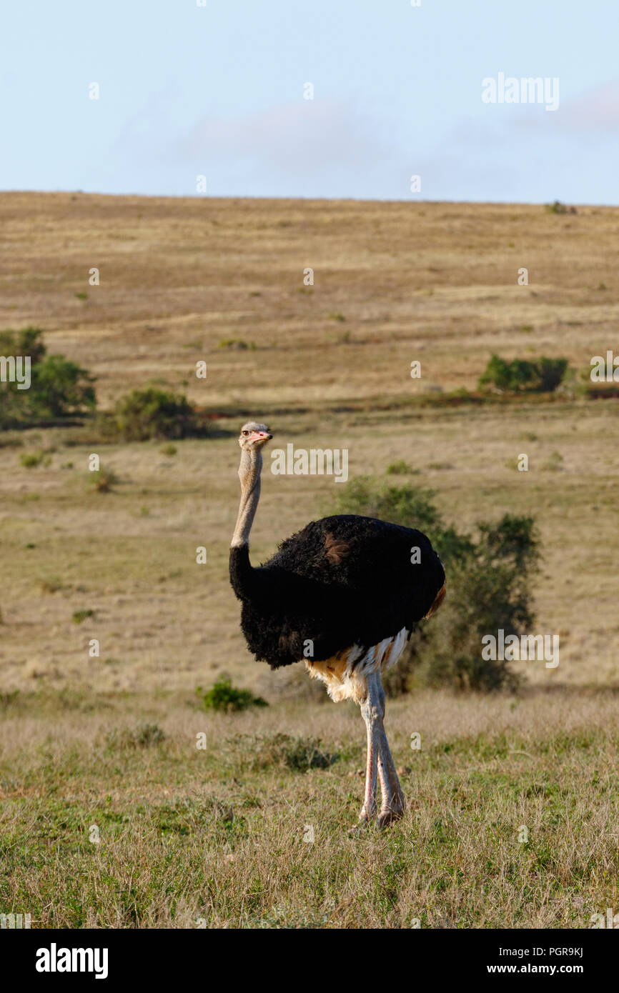 Inquisitive Ostrich twisting his body to look around in the field Stock Photo