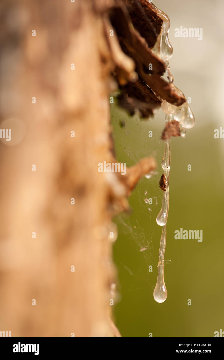Dripping tree sap hires stock photography and images Alamy