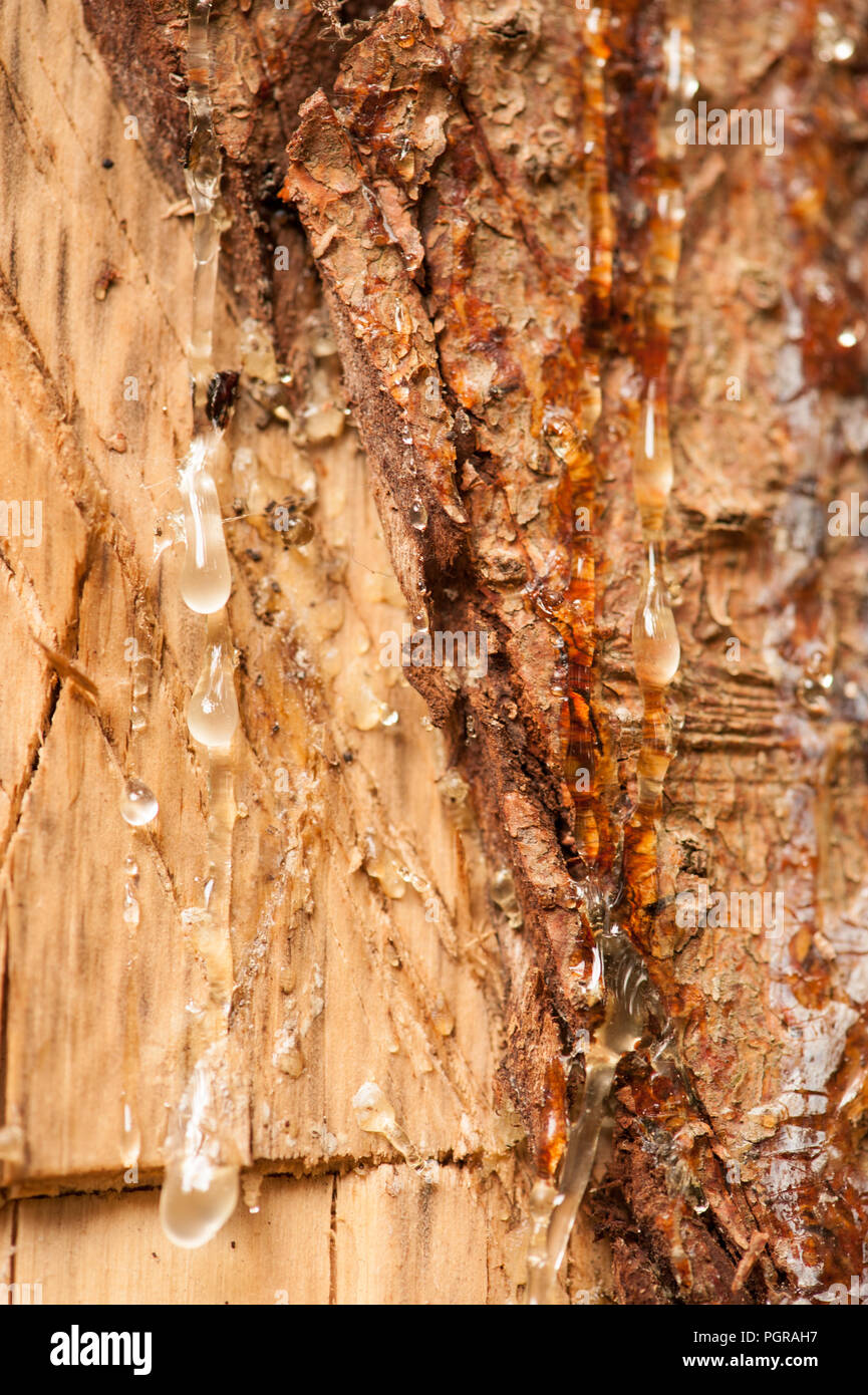 Sap dripping from tree Stock Photo Alamy