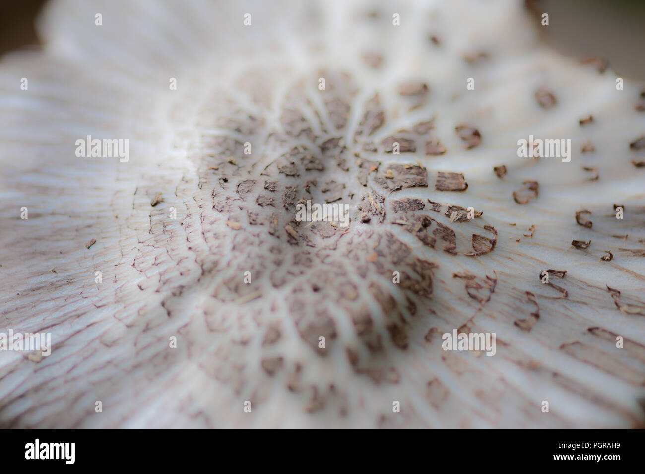 Ink Cap fungus, Coprinus atramentarius in close up and with softened focus. Stock Photo