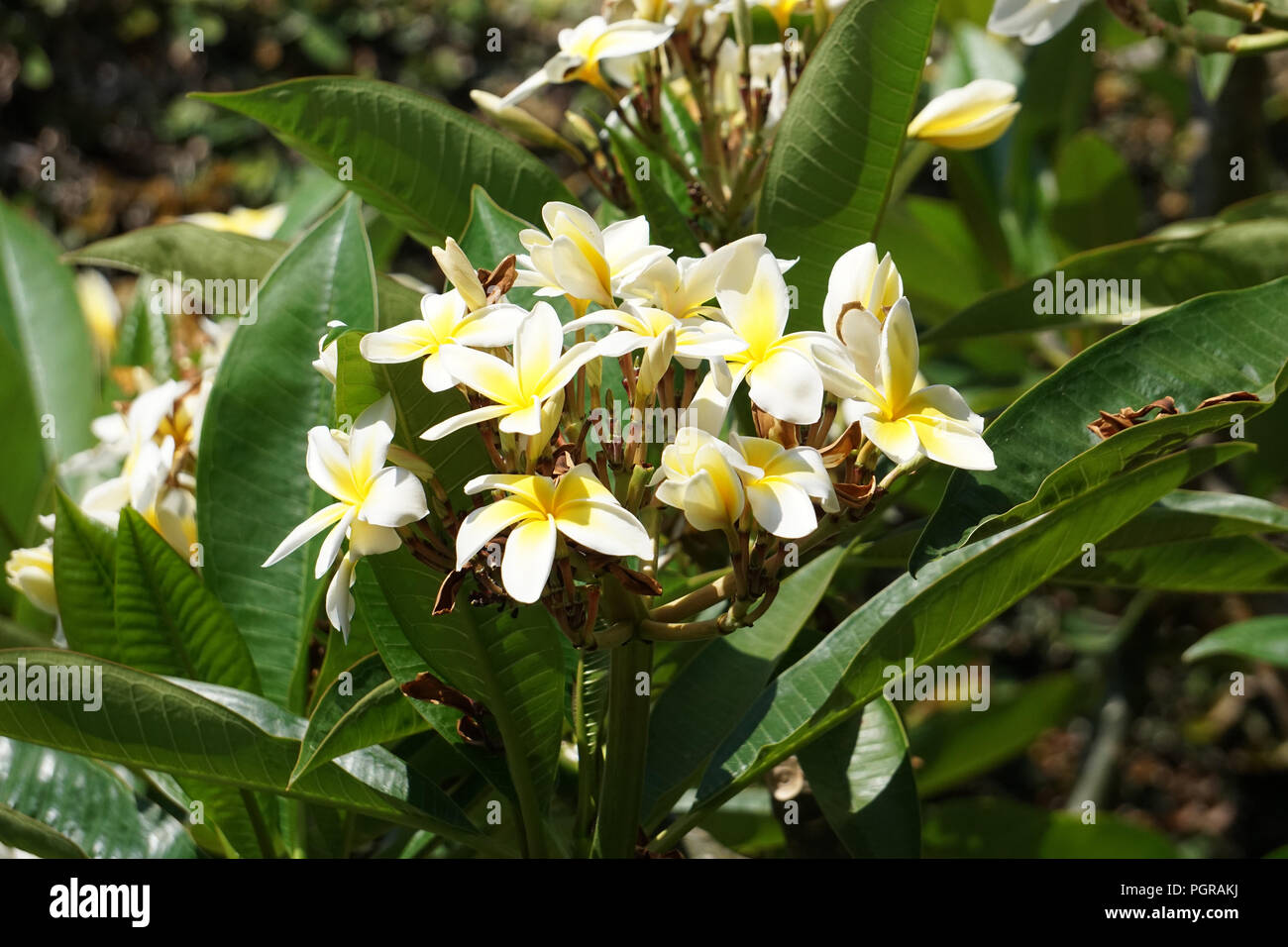 White Plumeria flowers Stock Photo Alamy