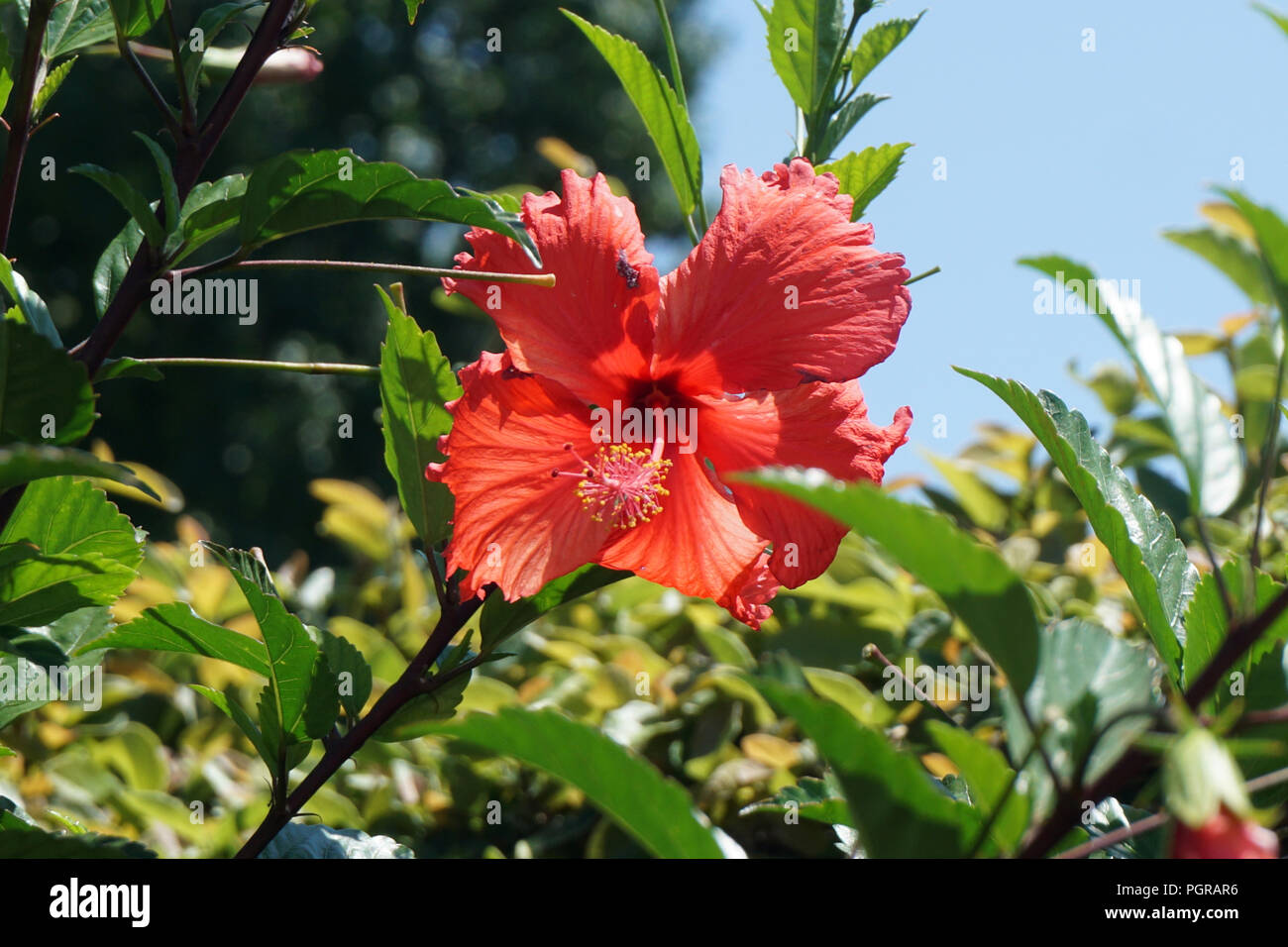 Red Hibiscus Flower Stock Photo Alamy