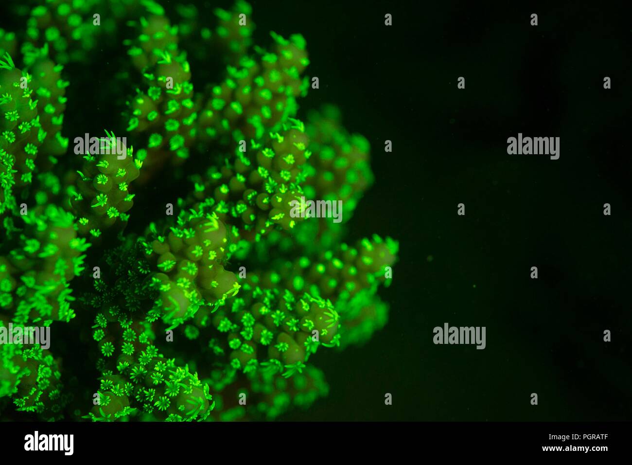 Coral polyps on a coral reef glow fluorescent green at night due to their symbiotic zooxanthellae Stock Photo