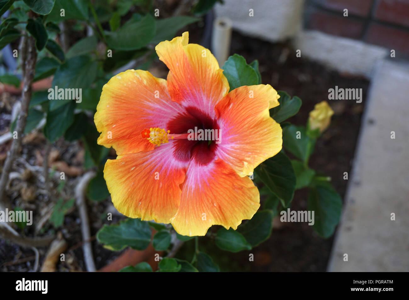 Large Orange Hibiscus flower Stock Photo Alamy