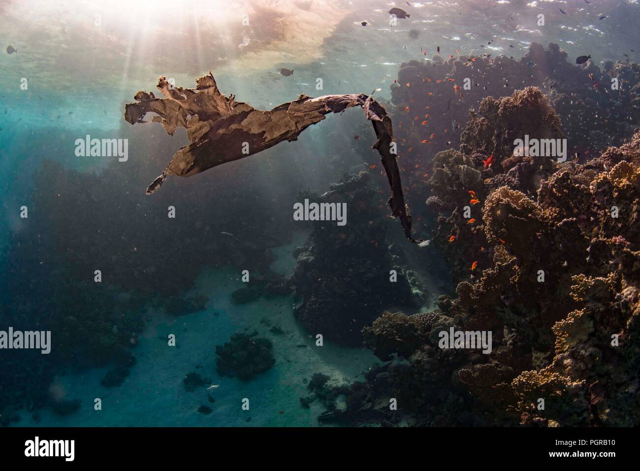 A piece of plastic bag shaped like a bird floats above a coral reef Stock Photo