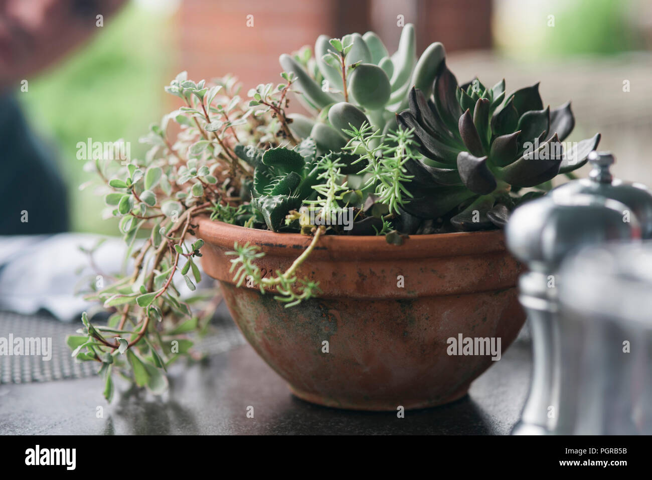 A lovely potted succulent centerpiece on our table at lunch at the Chatham Bars Inn in Cape Cod, Massachusetts. Stock Photo