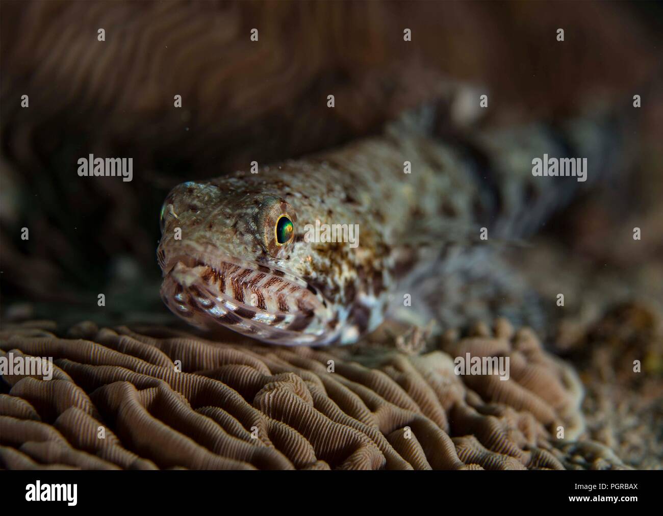 Lizard fish Synodontidae portrait on coral Stock Photo