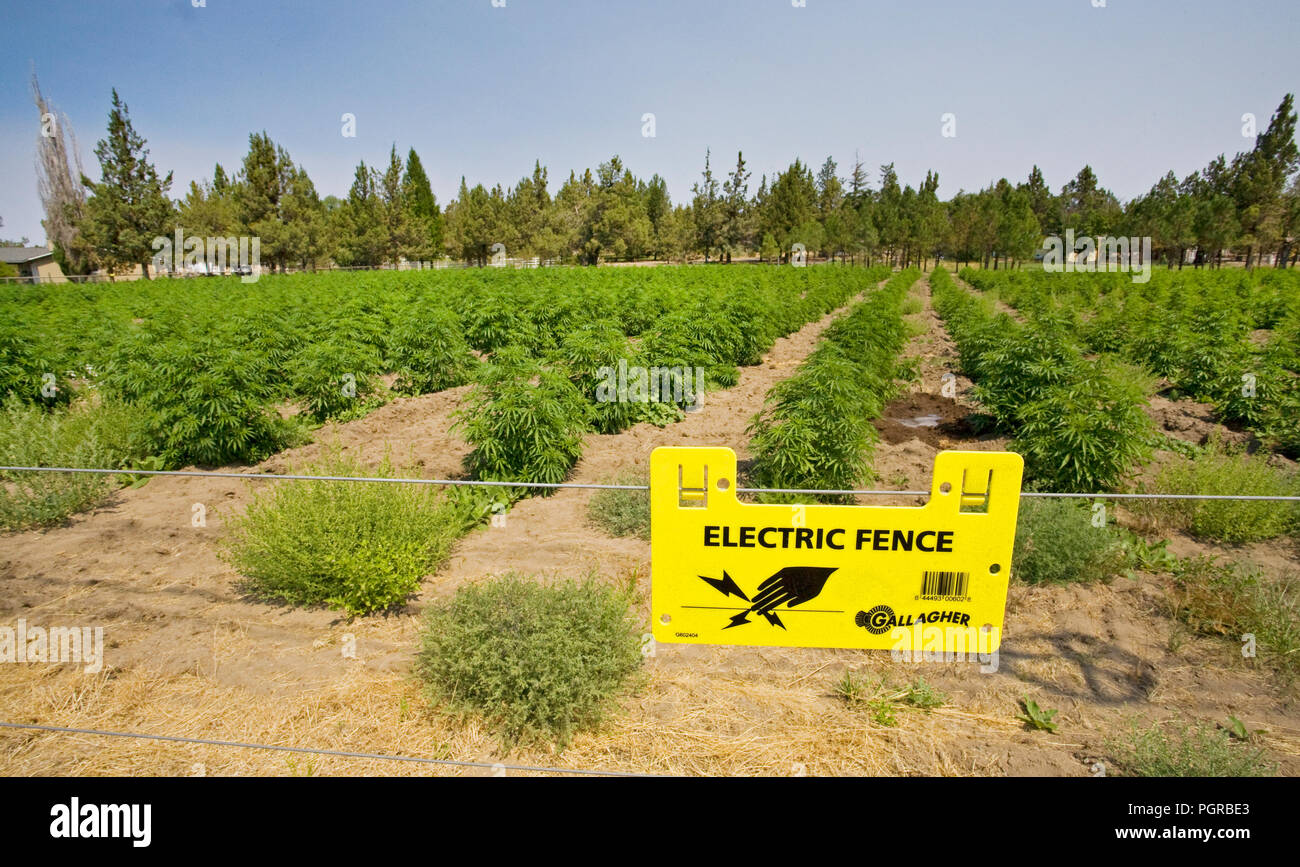 A field of industrial hemp, a strain of Cannabis Sativa L, grows alonside Highway 20 in central