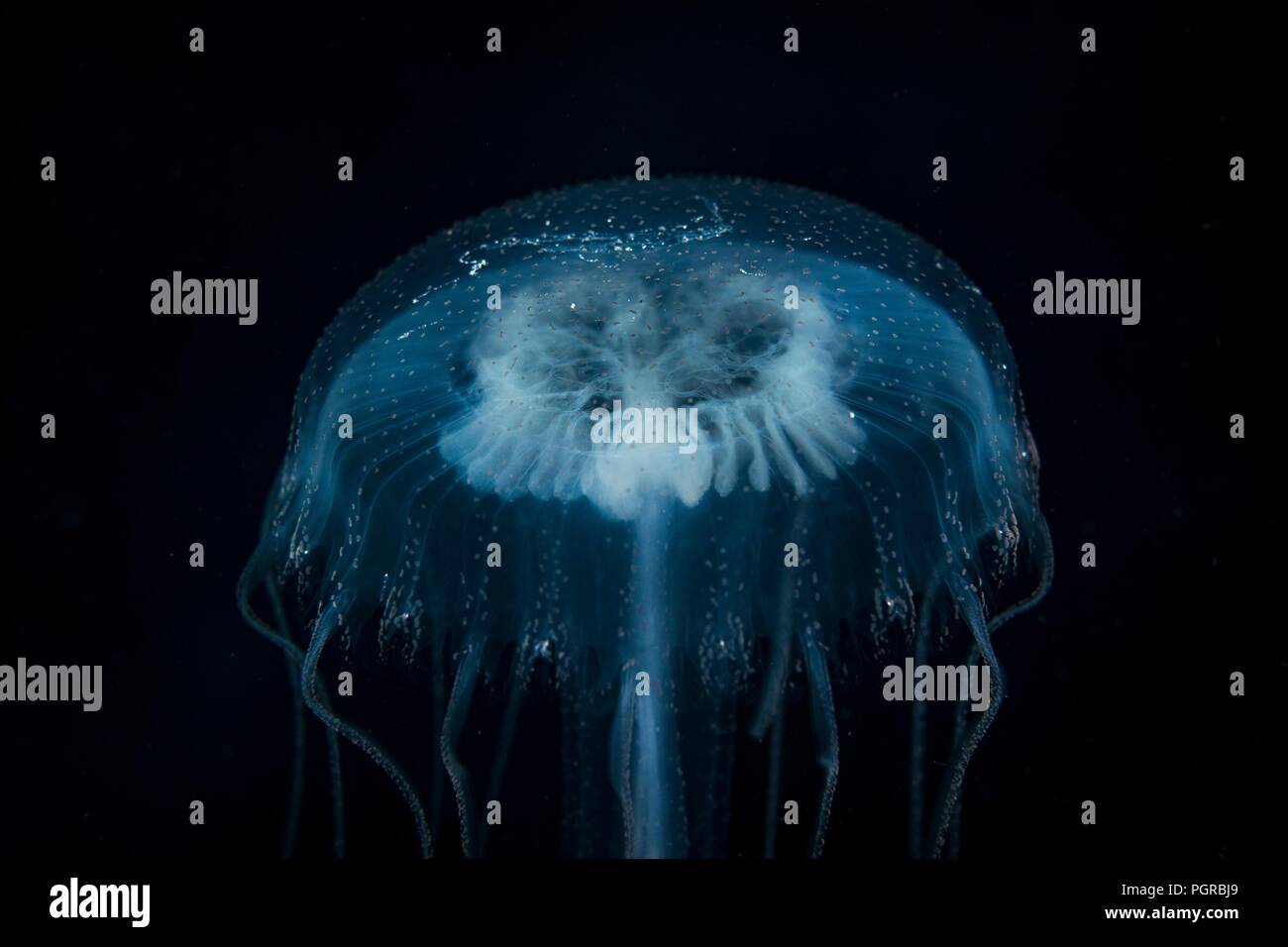 Common Jellyfish, Aurelia, portrait on black background, taken deep sea in Egypt Stock Photo