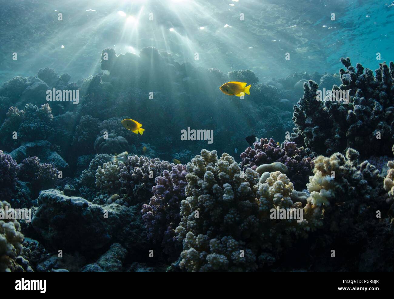 Damselfish hover in light rays over coral reef in the Red Sea Stock Photo