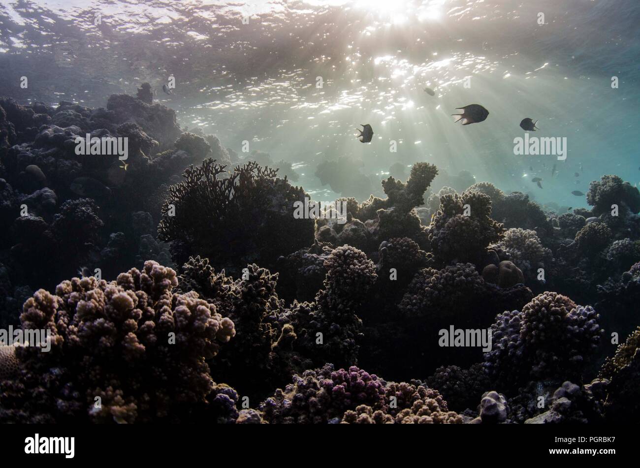 Damselfish hover in light rays over coral reef in the Red Sea Stock Photo