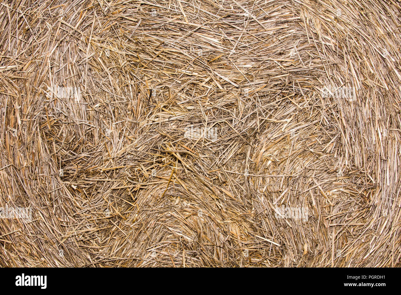 pressed hay close-up, in the summer, natural background Stock Photo