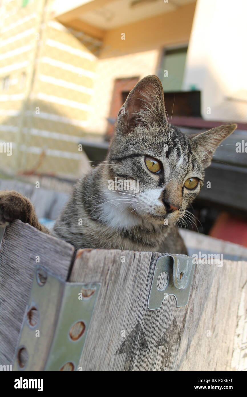 cats and flowers Stock Photo