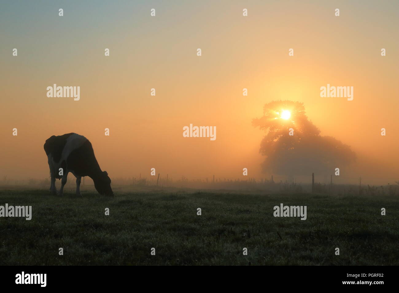 Silhouette of cow grazing in a misty morning on the farmland in Devon. Sun rays shining through tree Stock Photo