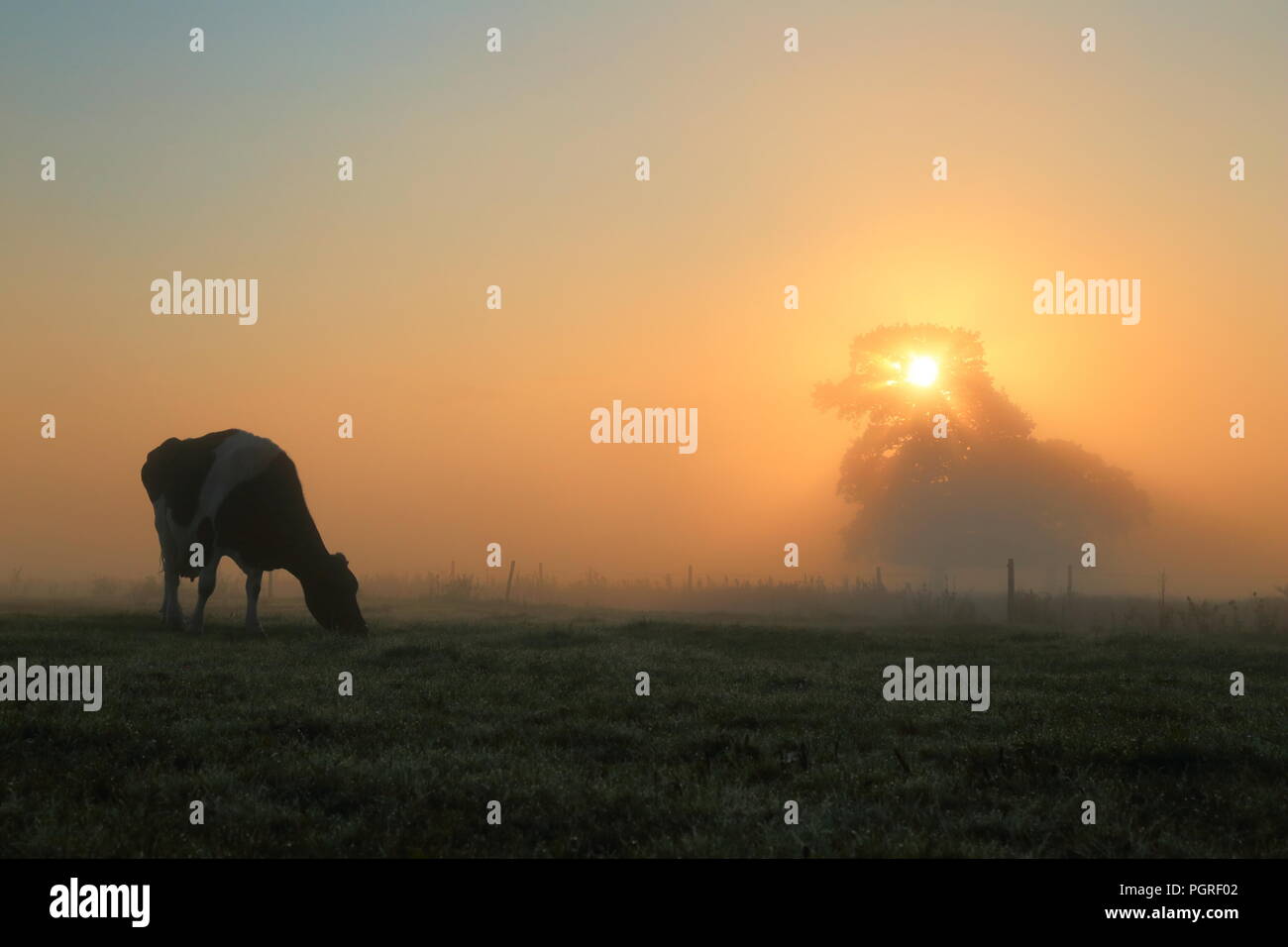Silhouette of cow grazing in a misty morning on the farmland in Devon ...