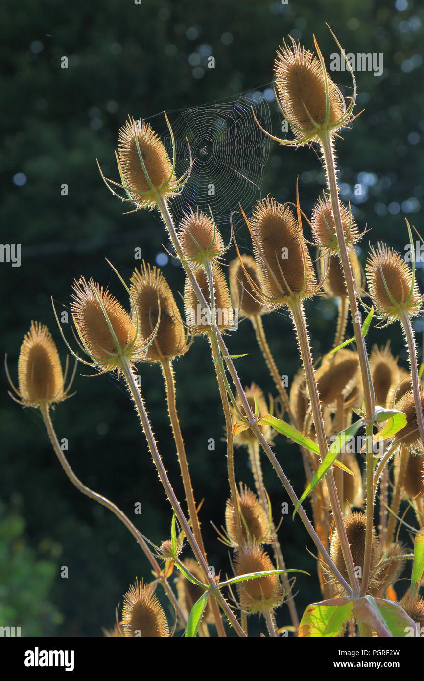 Flower heads of Dipsacus fullonum commonly known as teasel in late summer Stock Photo