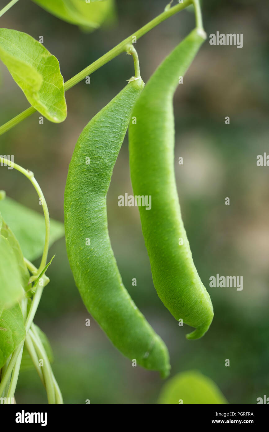 Bean plants in the garden, fruit, pod Stock Photo Alamy