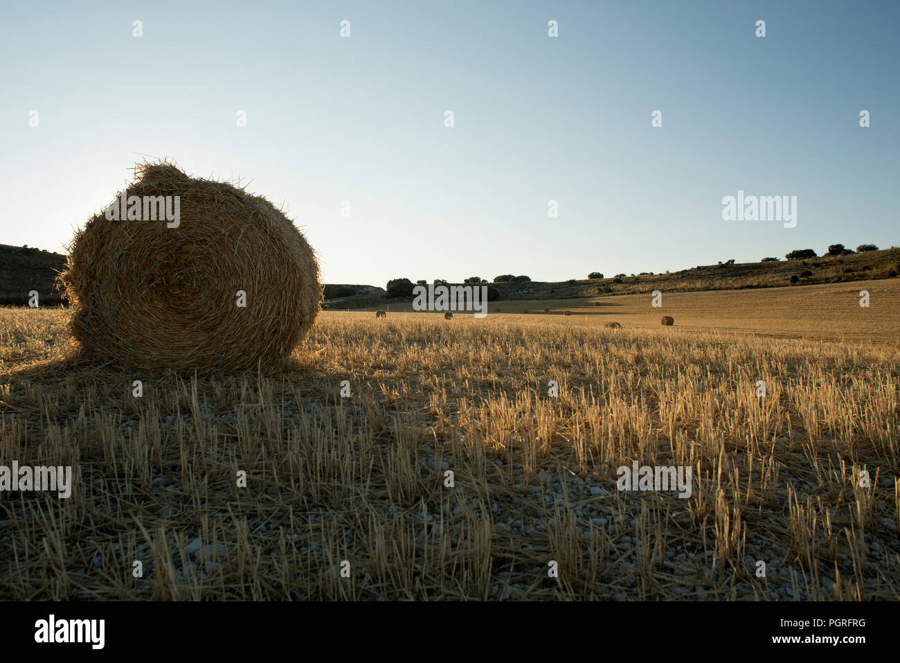 Cereal field, cereal collection, straw Stock Photo
