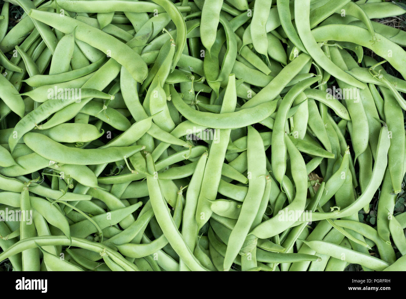Kidney bean plant garden hires stock photography and images Alamy