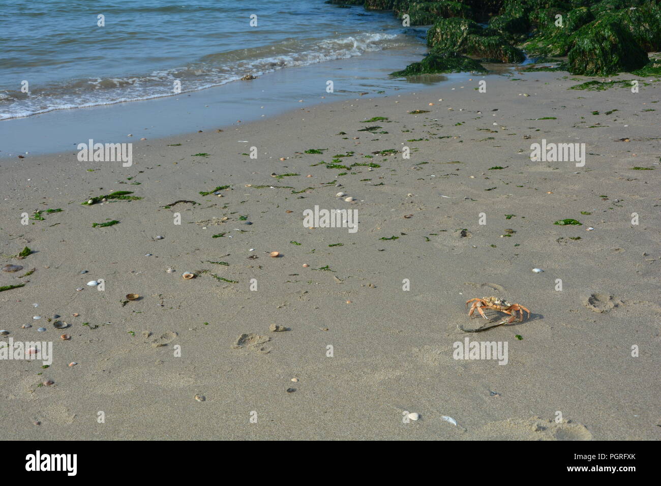Beach crab on the sandy beach with waves and rocks in the background Stock Photo