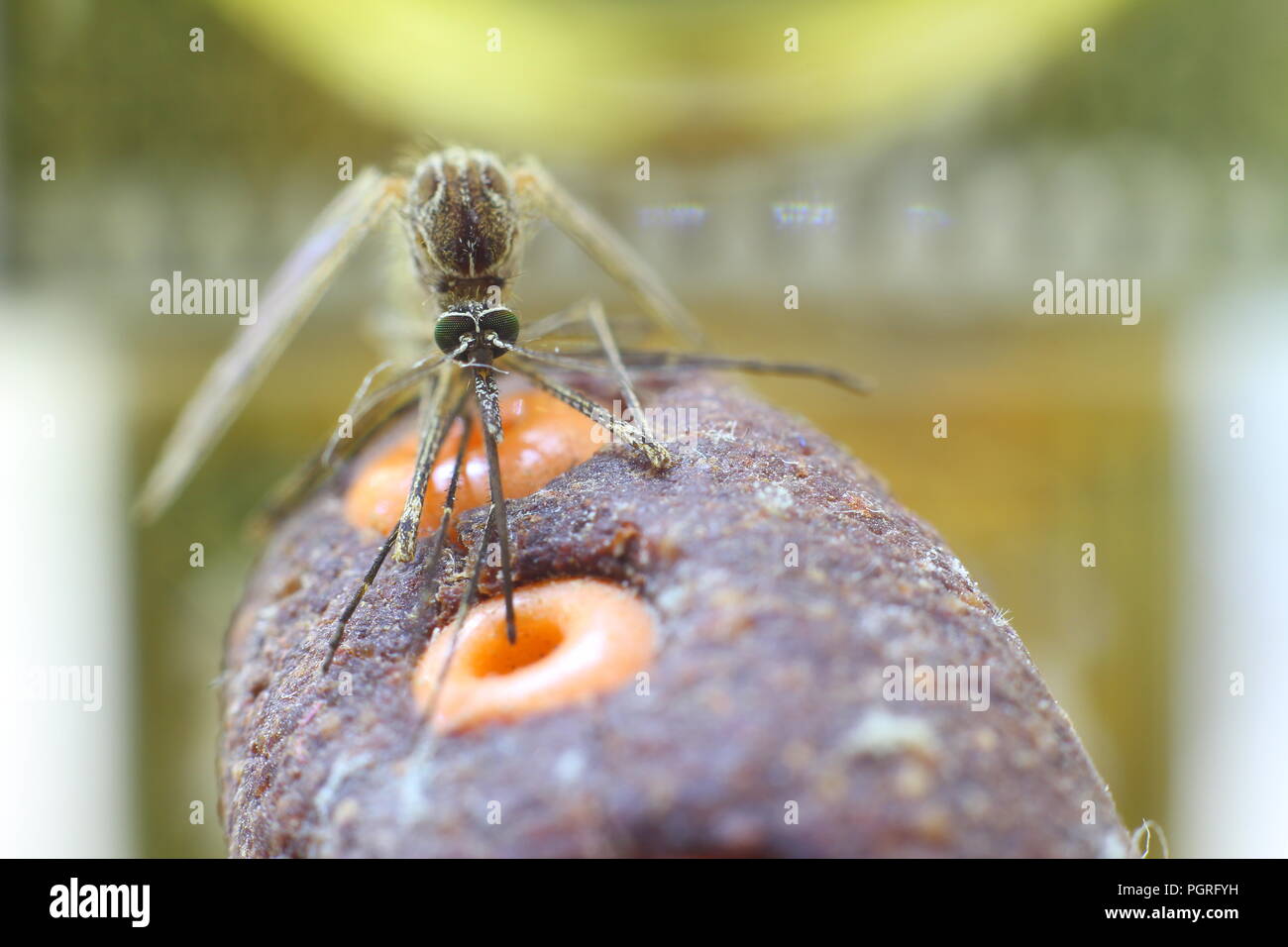 Insecte Insect High Resolution Stock Photography And Images Alamy