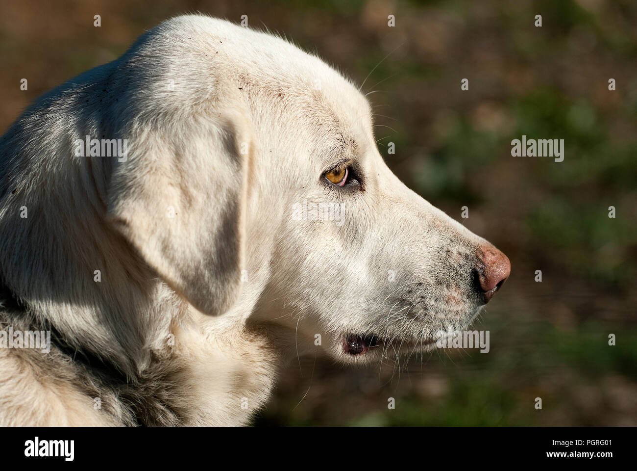 Spanish sheepdog hires stock photography and images Alamy