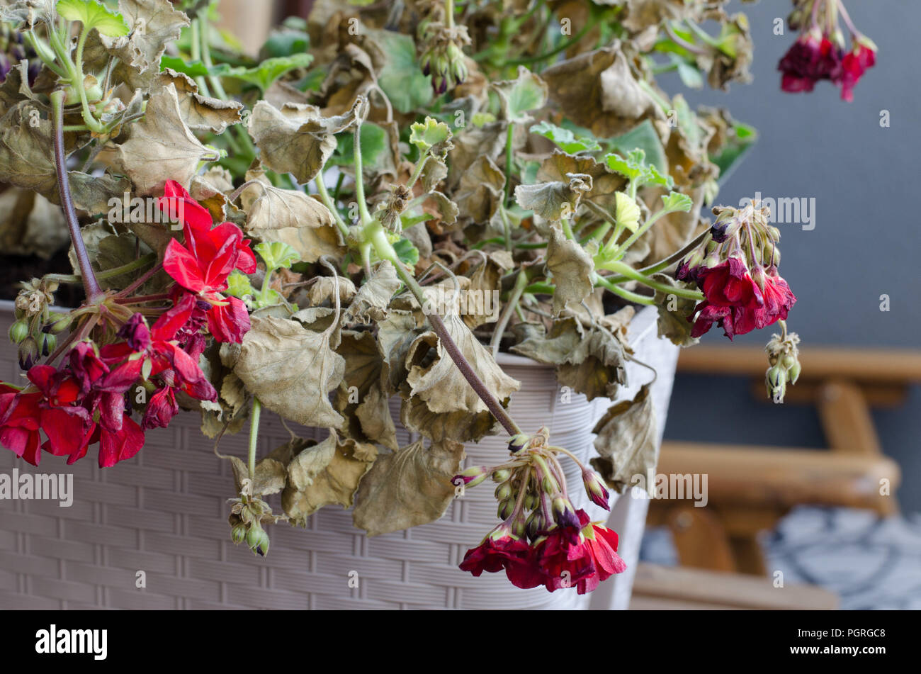 Half-Dead and shriveled plant Pelargonuim, in a plastic pot, on the  balcony. Plant after no care, no watering, without sun shine Stock Photo -  Alamy
