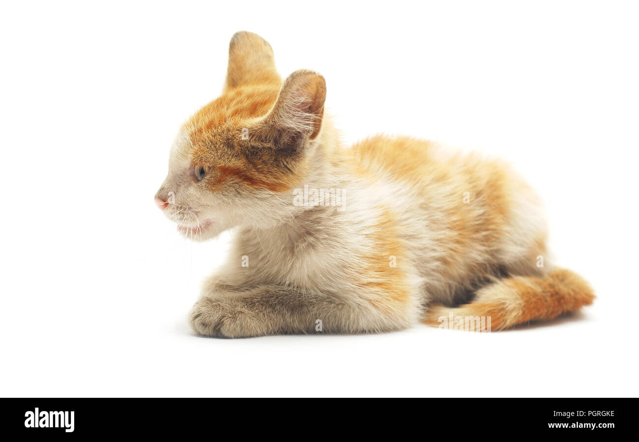 kitten isolated on white Stock Photo