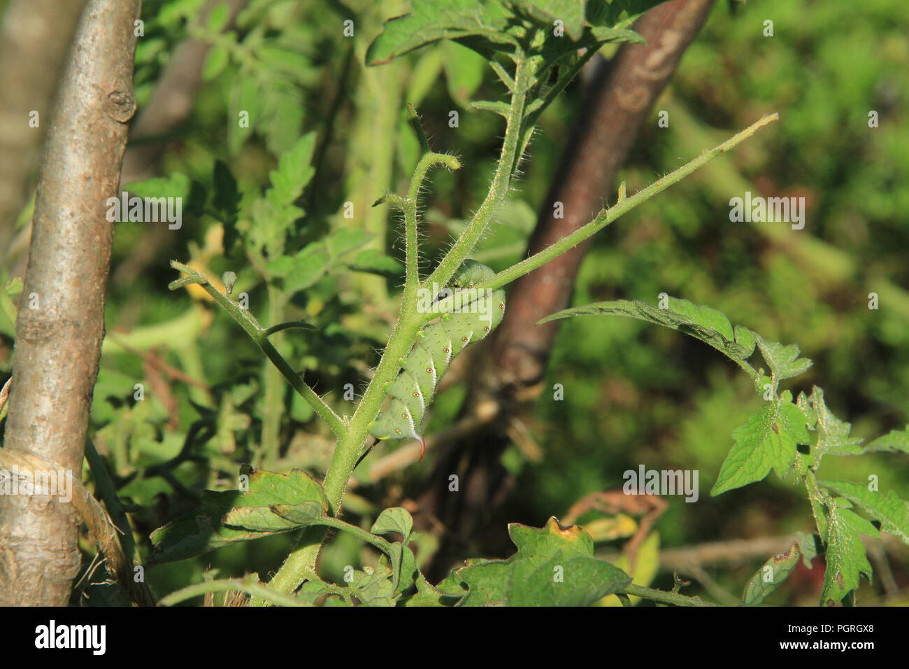 download feeding hornworms download feeding hornworms