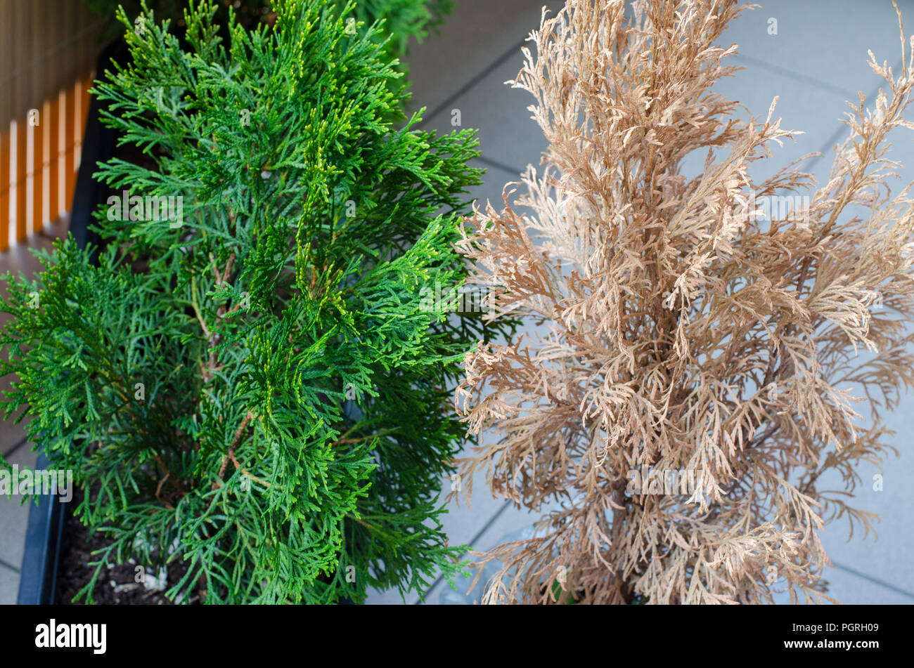 Green and yellow dead dried thuja on the balcony. Stock Photo