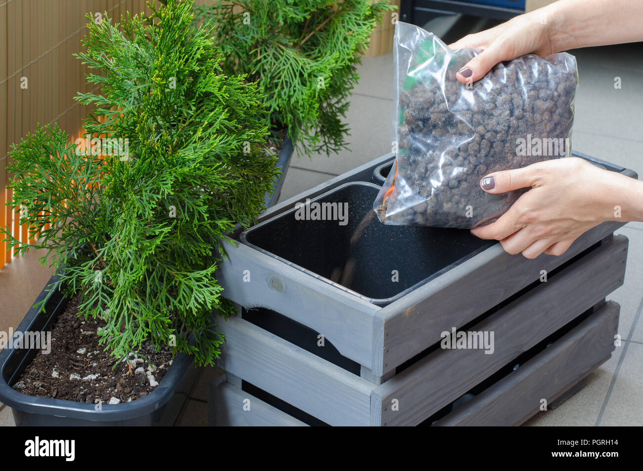 Woman gardener transplanting Thuja tree in a new wooden pot on the balcony. Close up. Put drainage to pot. Stock Photo