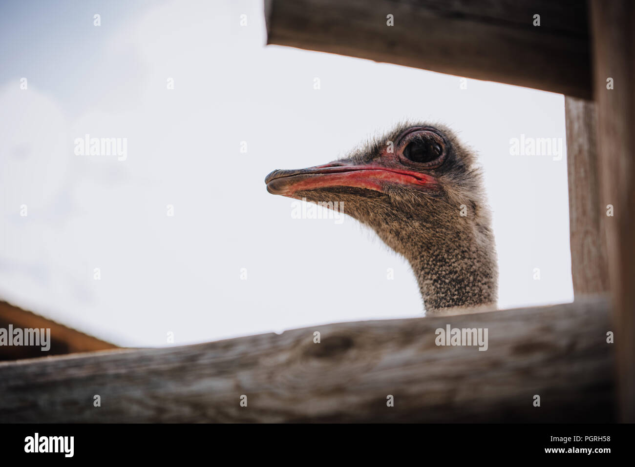 closeup shot of ostrich muzzle against cloudy sky at zoo Stock Photo