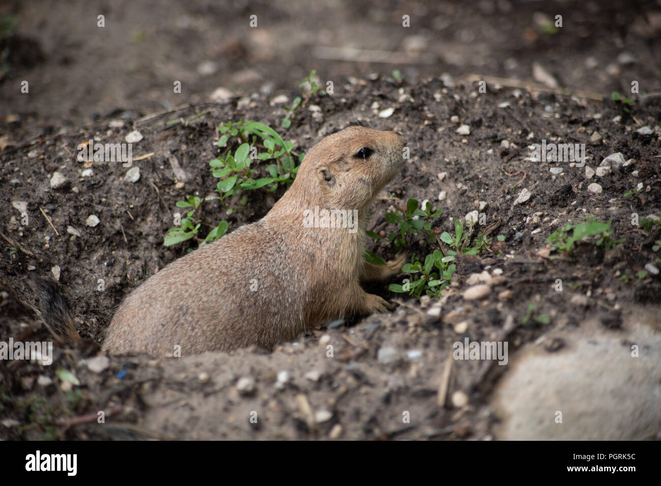 Prairie dogs are a genus of mammals belonging to the Rodent order and to the Sciuridae family, widespread in the American prairies. Despite the name, Stock Photo