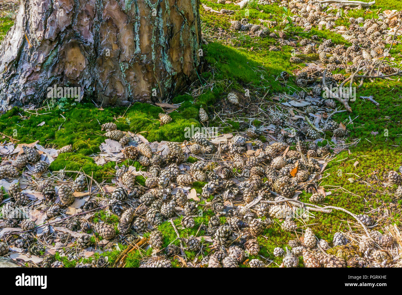 a lot of pine cones next to a tree trunk lying in the moss in the forest Stock Photo
