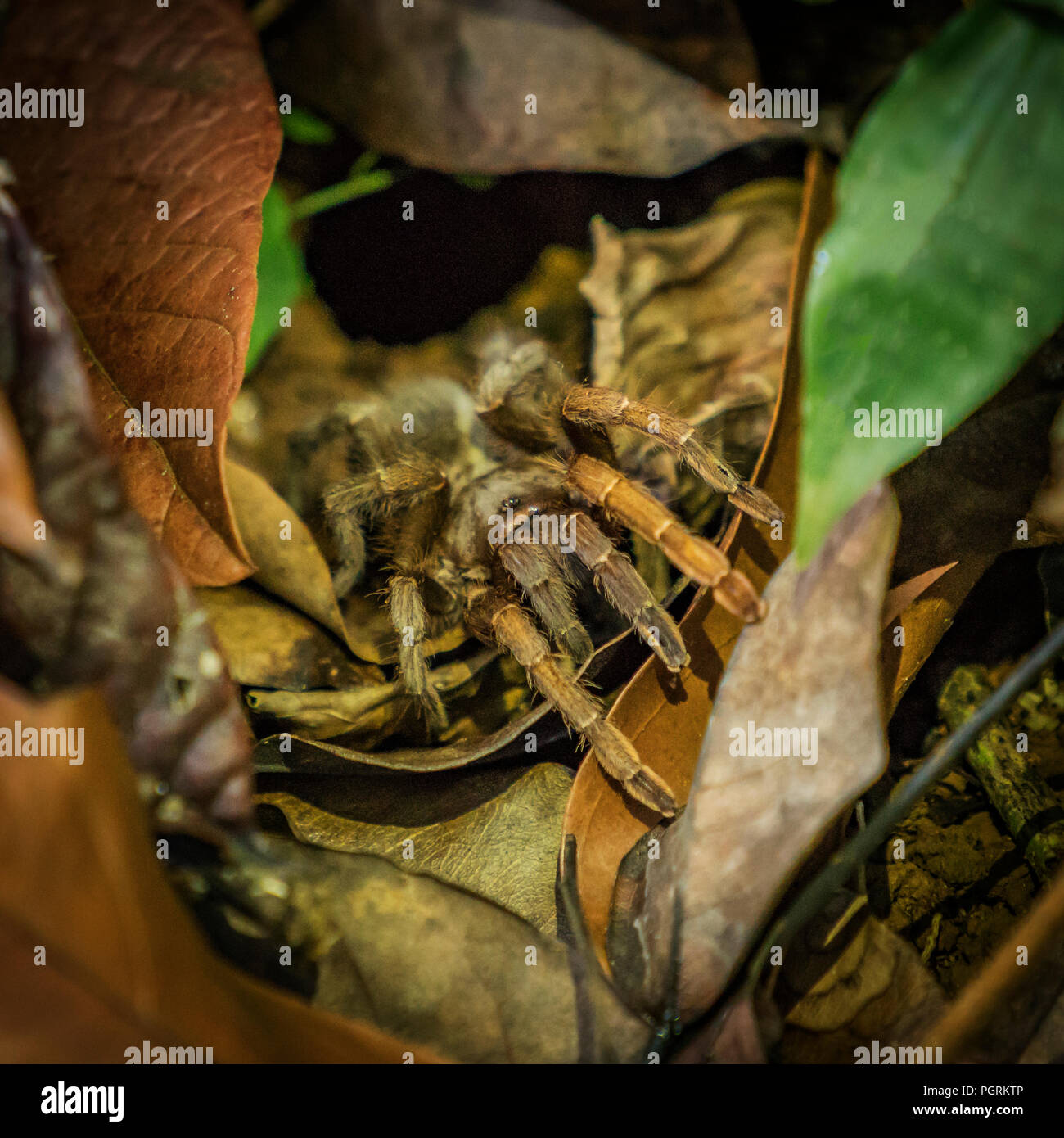 Tarantula on leaves, Costa Rica Stock Photo