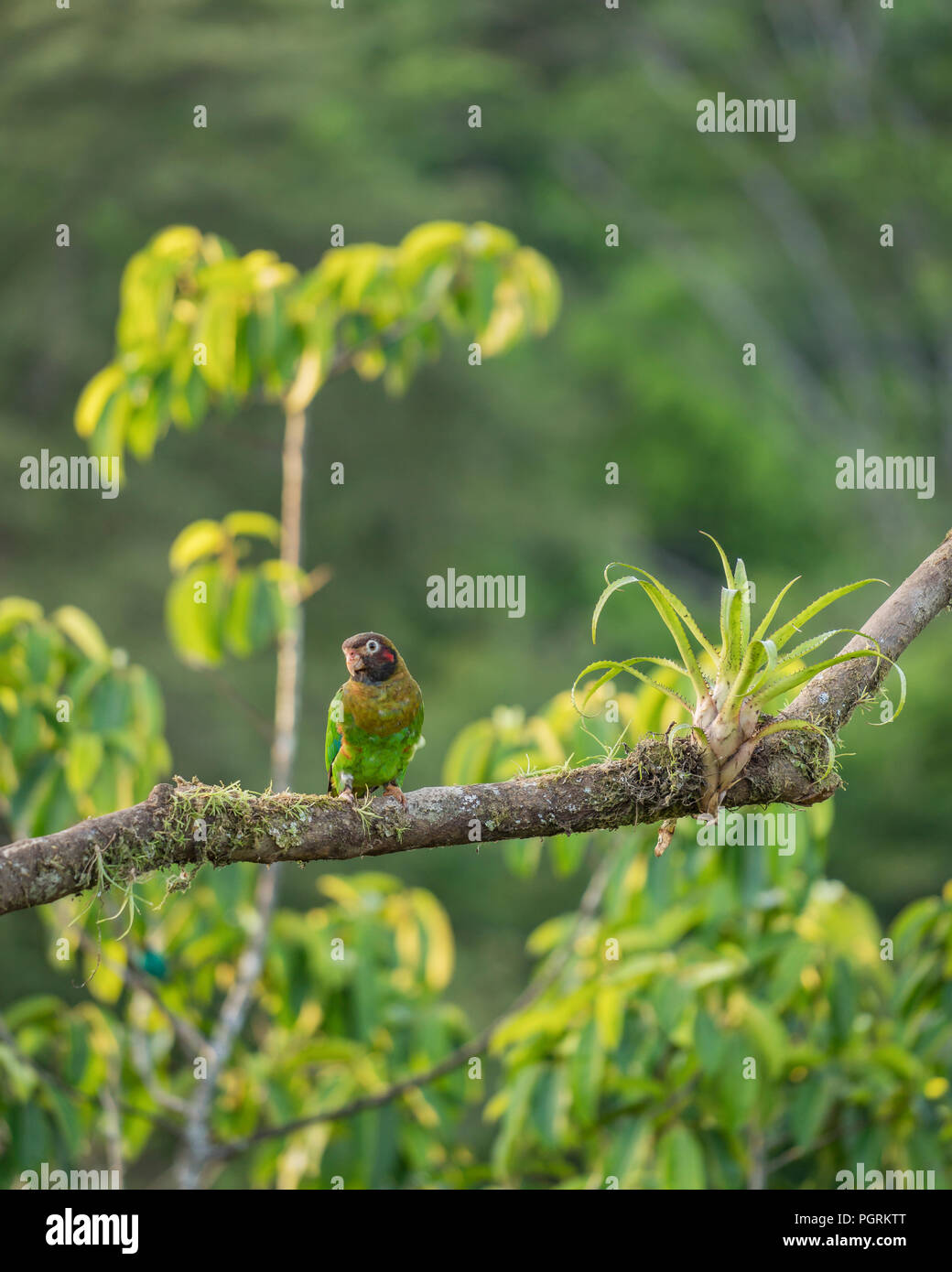 Parakeet in the Wild, Costa Rica Stock Photo