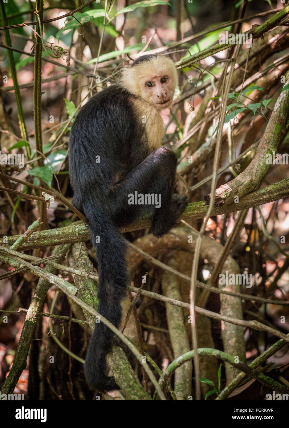 White-Throated Capuchin, Costa Rica Stock Photo
