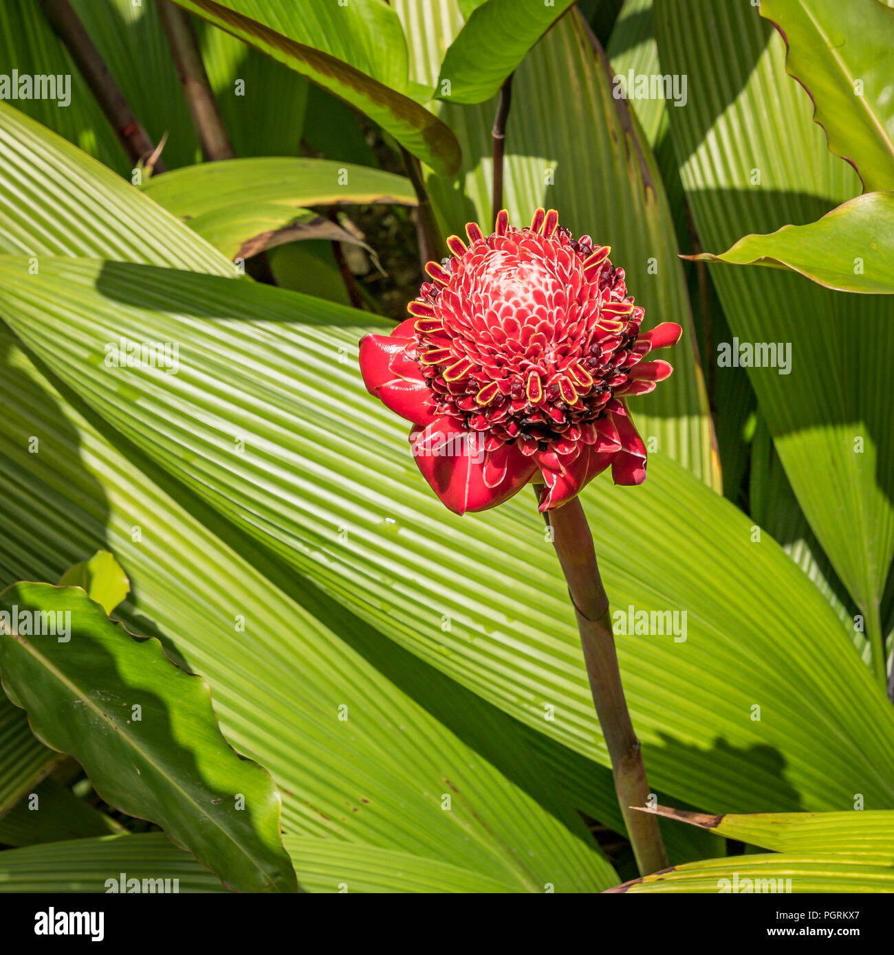 Emperor's Rod Wildflower, Costa Rica Stock Photo
