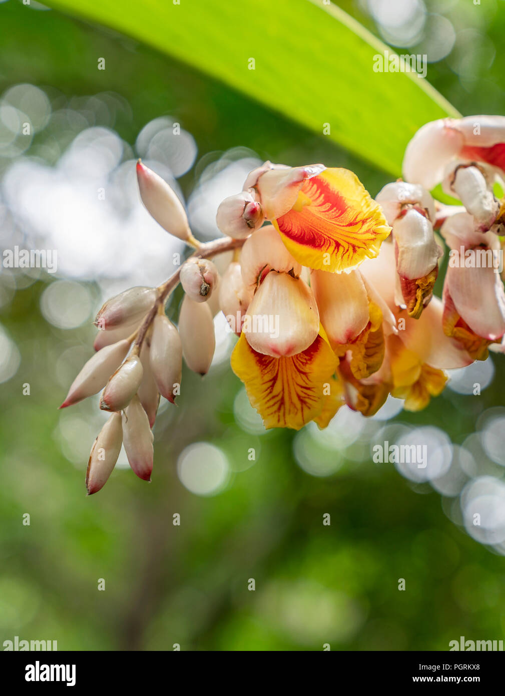 Orchid Wildflowers in the Jungles of Costa Rica. Stock Photo