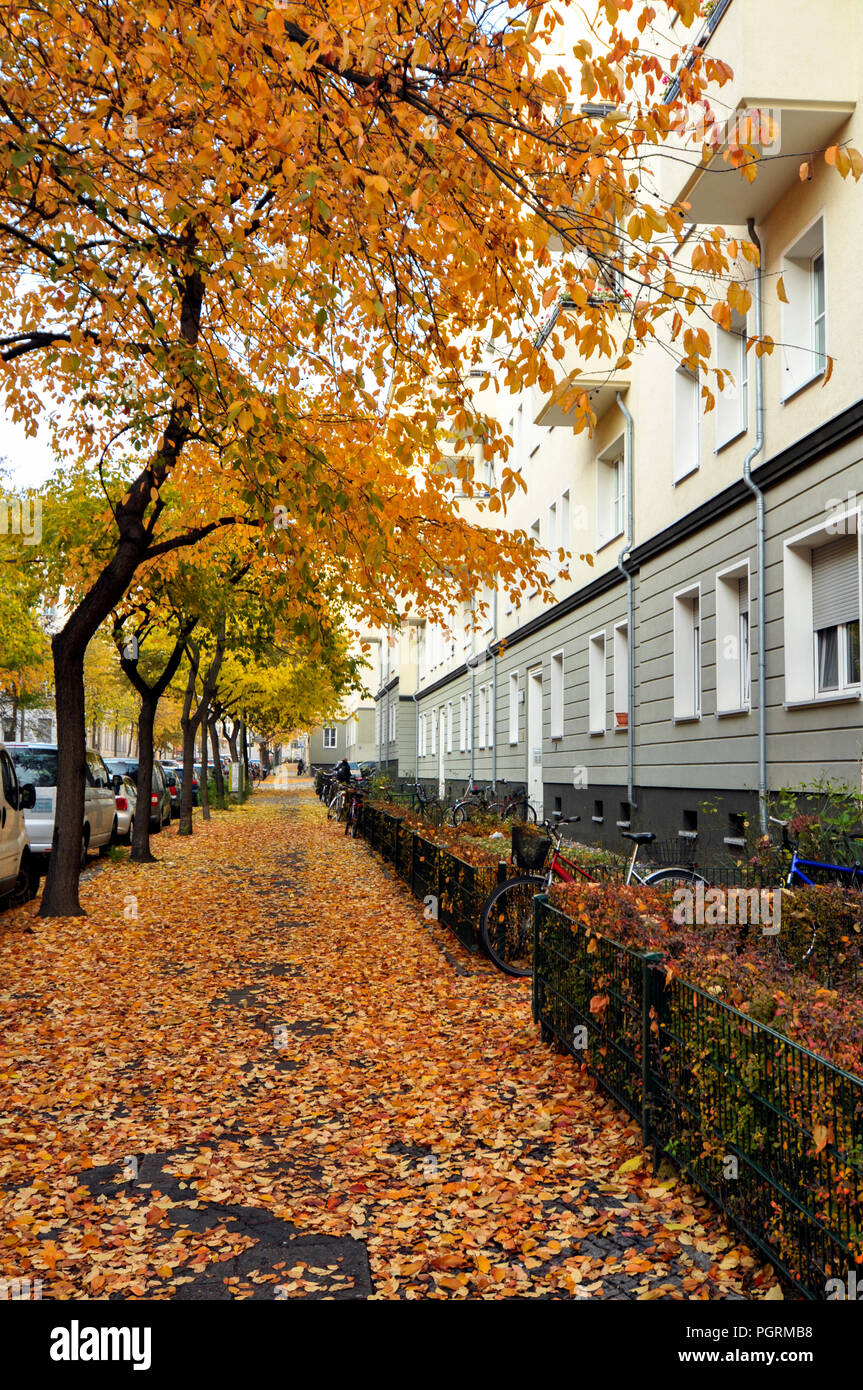 autumn leaves in the city Stock Photo