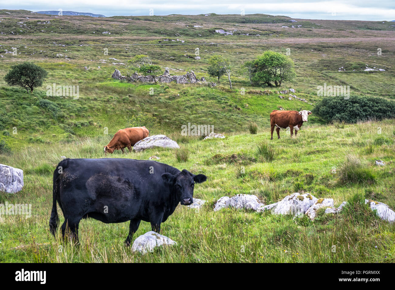 This is a piture of cows grazing in the open mountain landscape. It was taken in Donegal Ireland.  In the distance is the ruins of an old Famine cotta Stock Photo