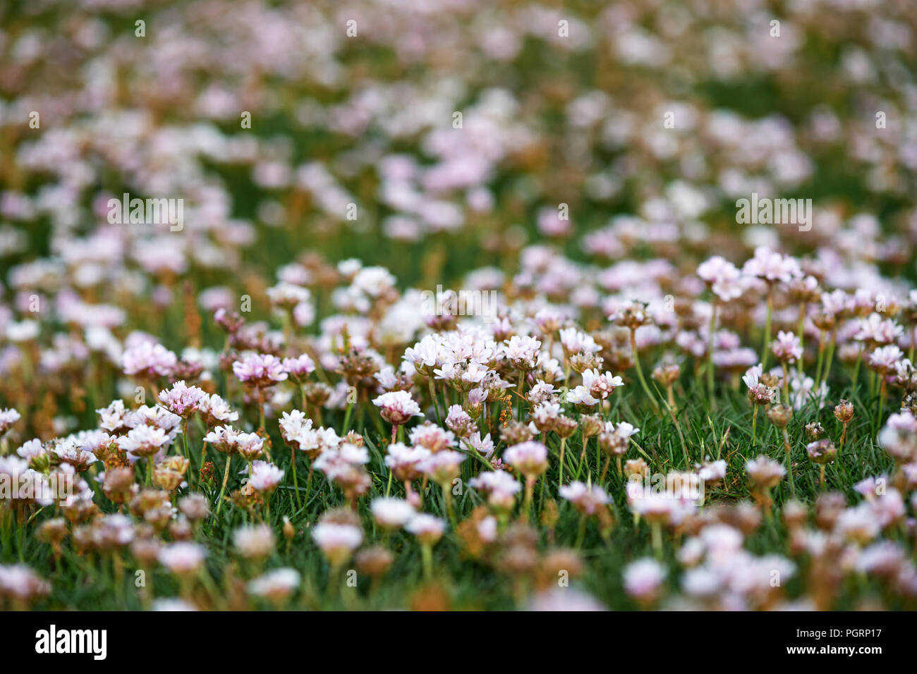Moor flowers hires stock photography and images Alamy